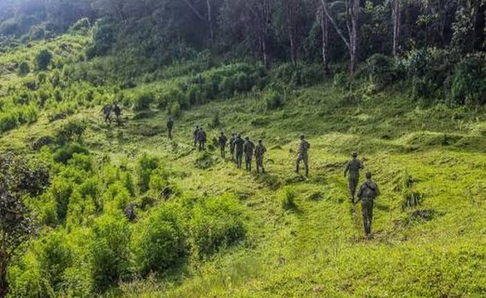 Nord Kivu Plus De Hectares Du Parc Des Virunga Spoli S Masisi