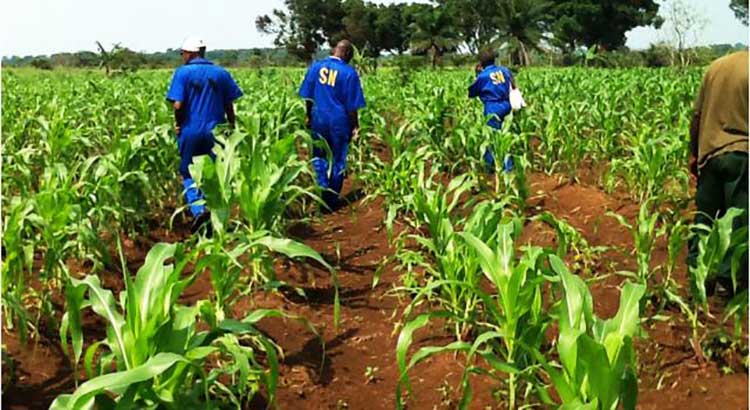 RDC  Le gouvernement mise sur l'agriculture pour préparer la crise