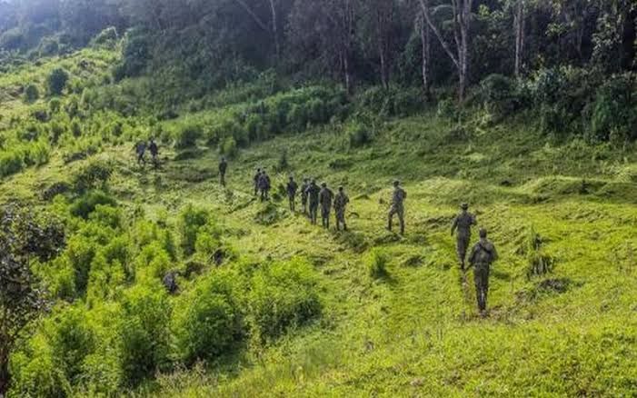 Nord-Kivu : Plus de 1.000 hectares du parc des Virunga spoliés à Masisi